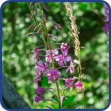 NuProstate, NuProstate buy, NuProstate where to buy, NuProstate review, NuProstate Price, Does NuProstate work, Is NuProstate effective, How to take NuProstate, NuProstate official Website